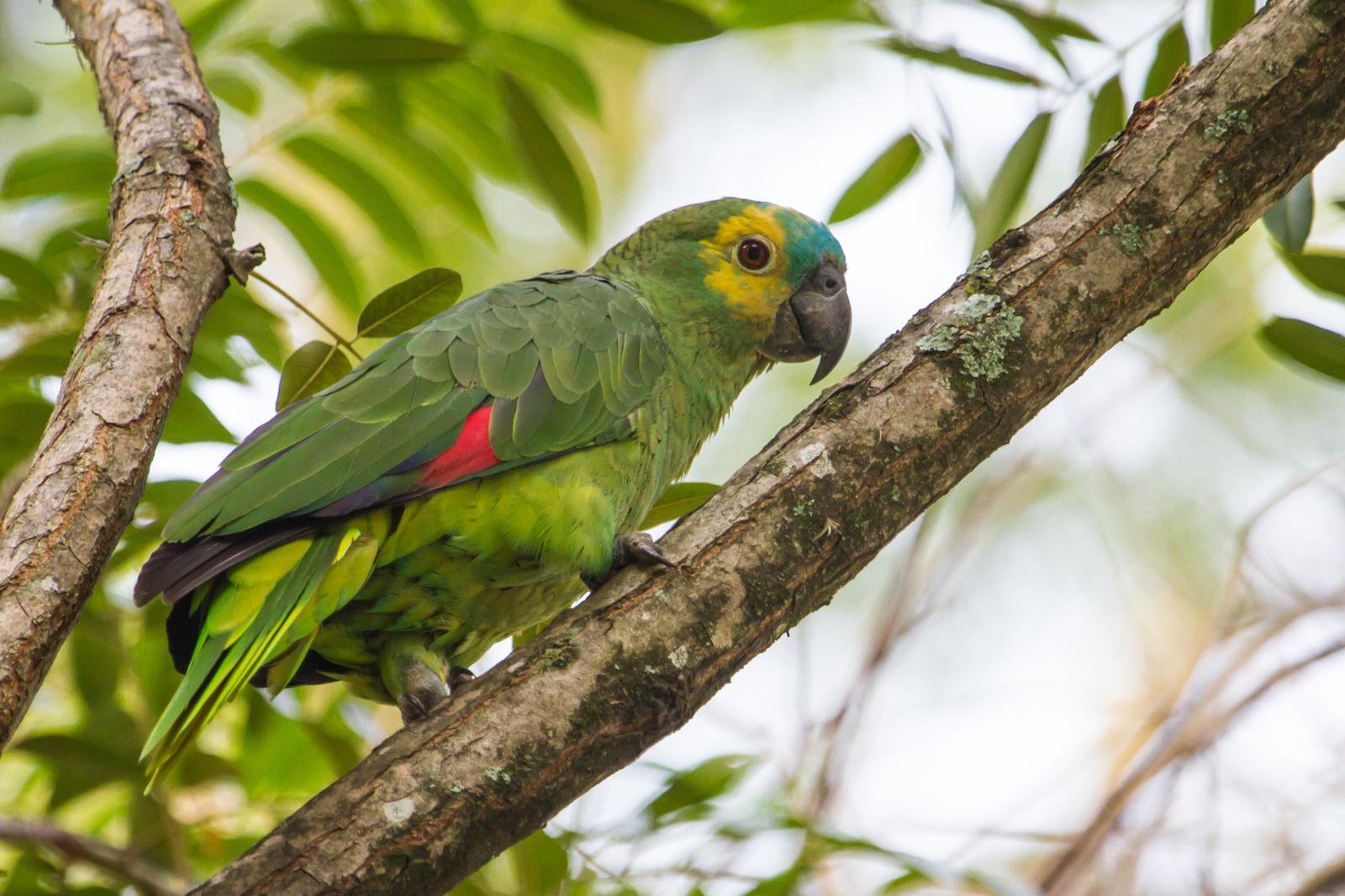 Turquoise-fronted Parrot Photo by Zé Edu Camargo