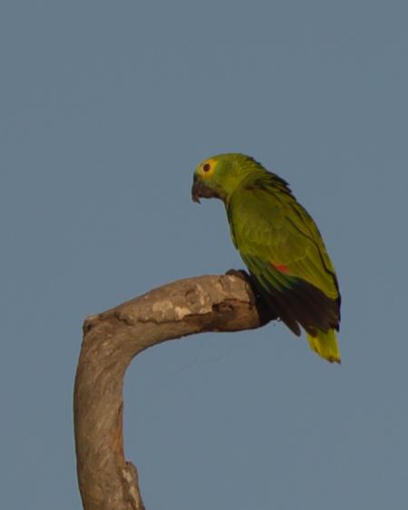 Orange-winged Parrot Photo by Kevin Berkoff
