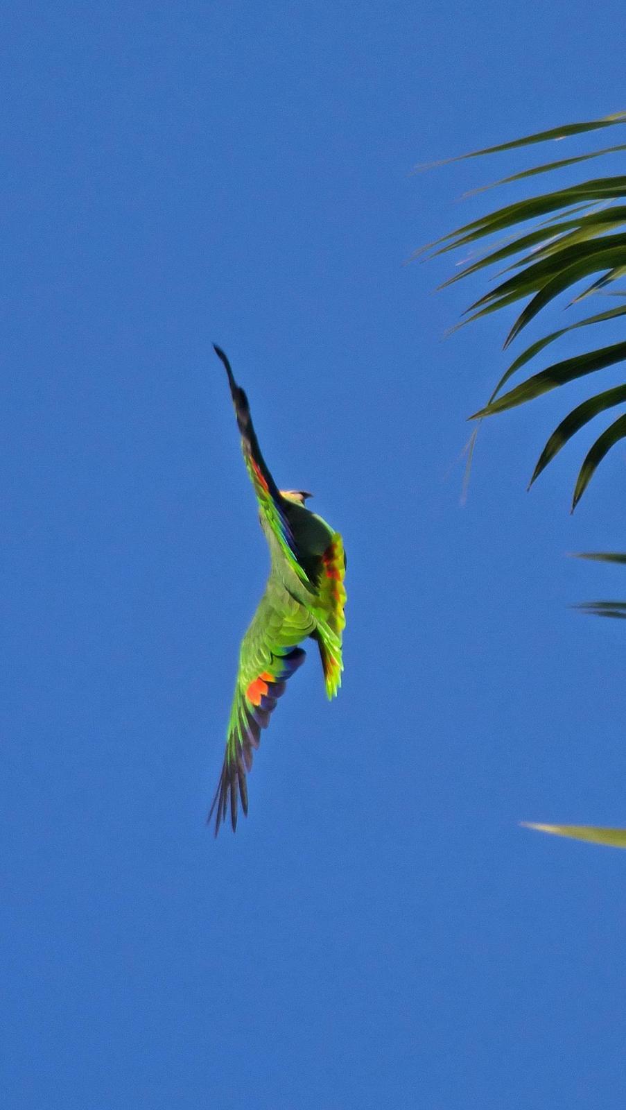 Orange-winged Parrot Photo by Scott Berglund