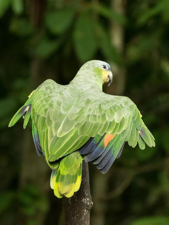 Orange-winged Parrot Photo by Phil Kahler