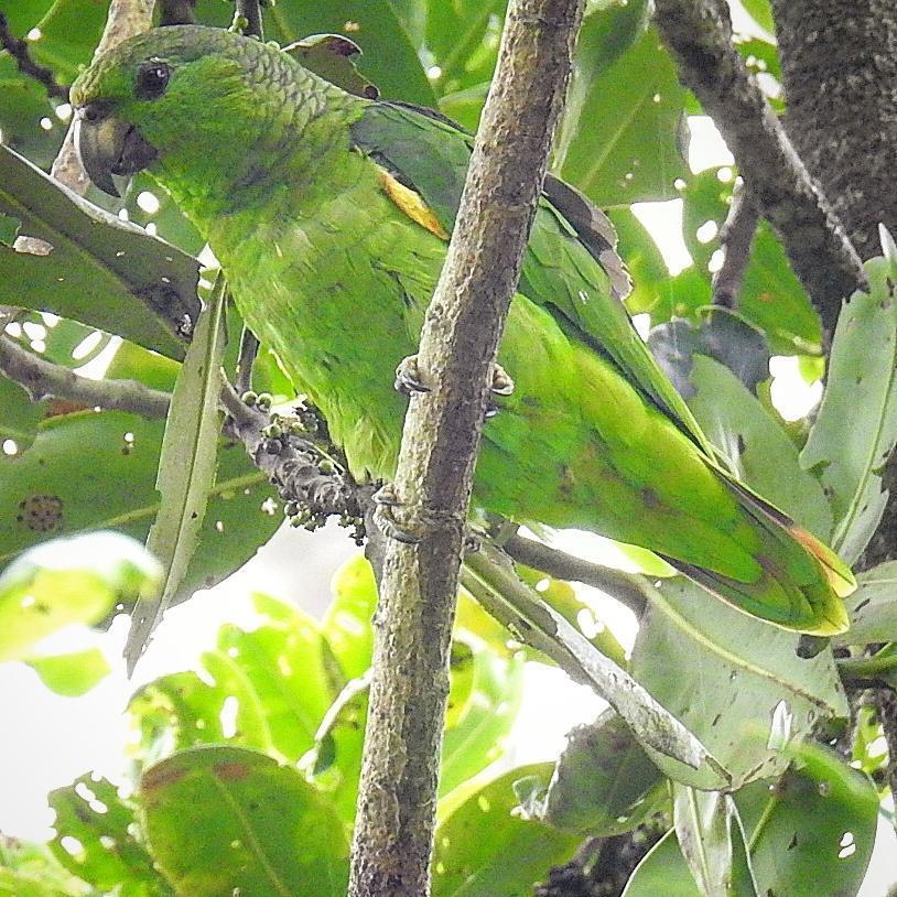 Scaly-naped Parrot Photo by Julio Delgado