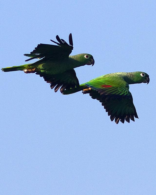 Mealy Parrot Photo by Ryan Shaw