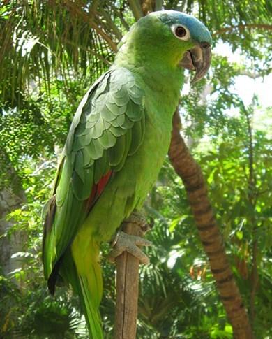 Mealy Parrot Photo by Amy McAndrews