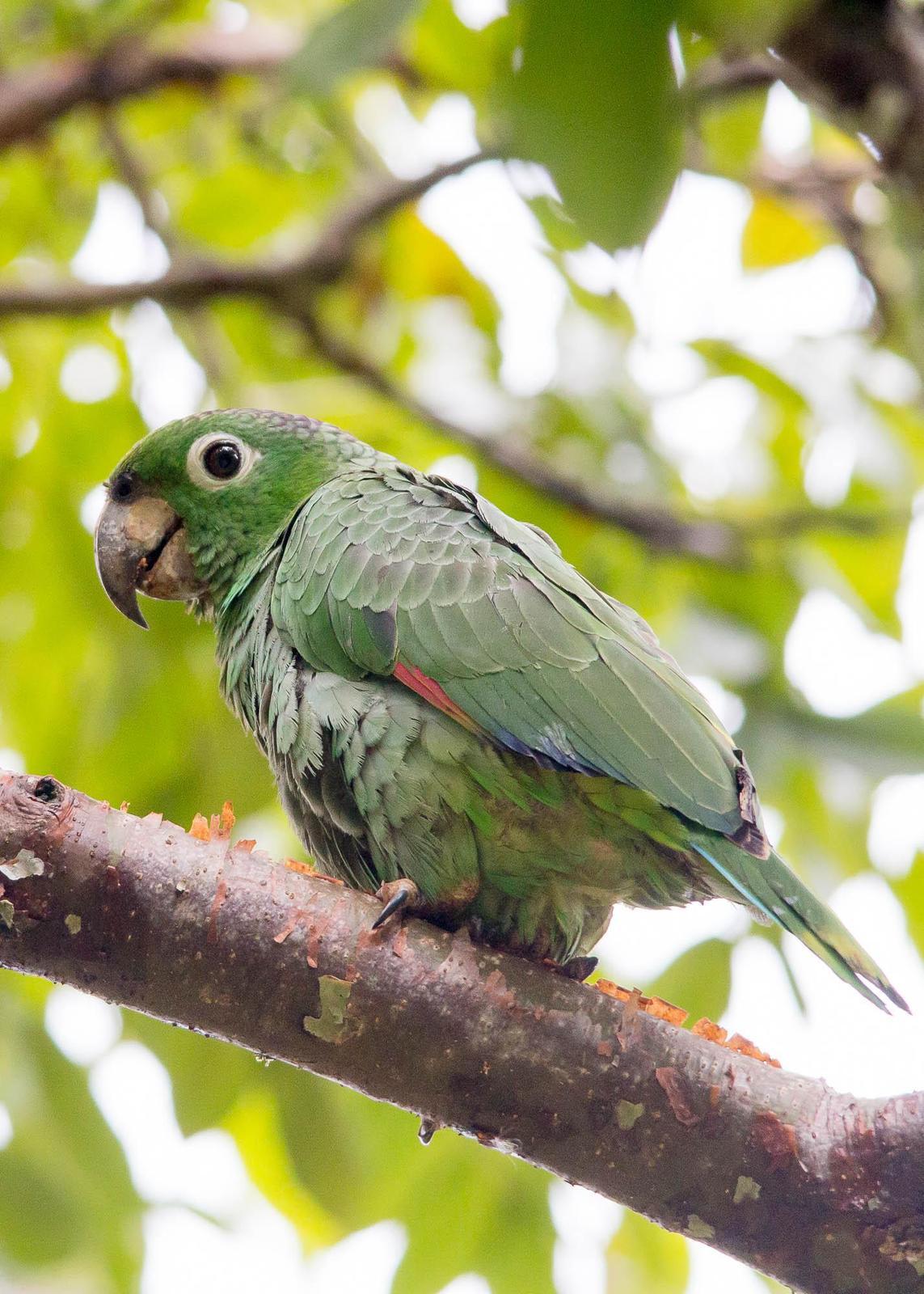 Mealy Parrot Photo by Marie-France Rivard