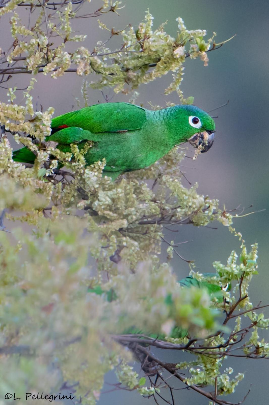 Mealy Parrot Photo by Laurence Pellegrini