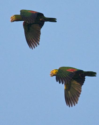 Yellow-headed Parrot Photo by Matthew Brady
