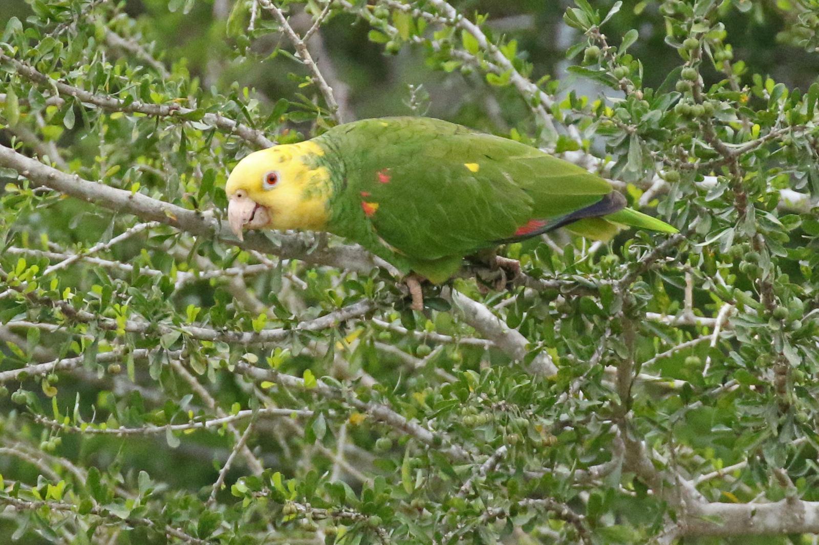 Yellow-headed Parrot Photo by Kristy Baker