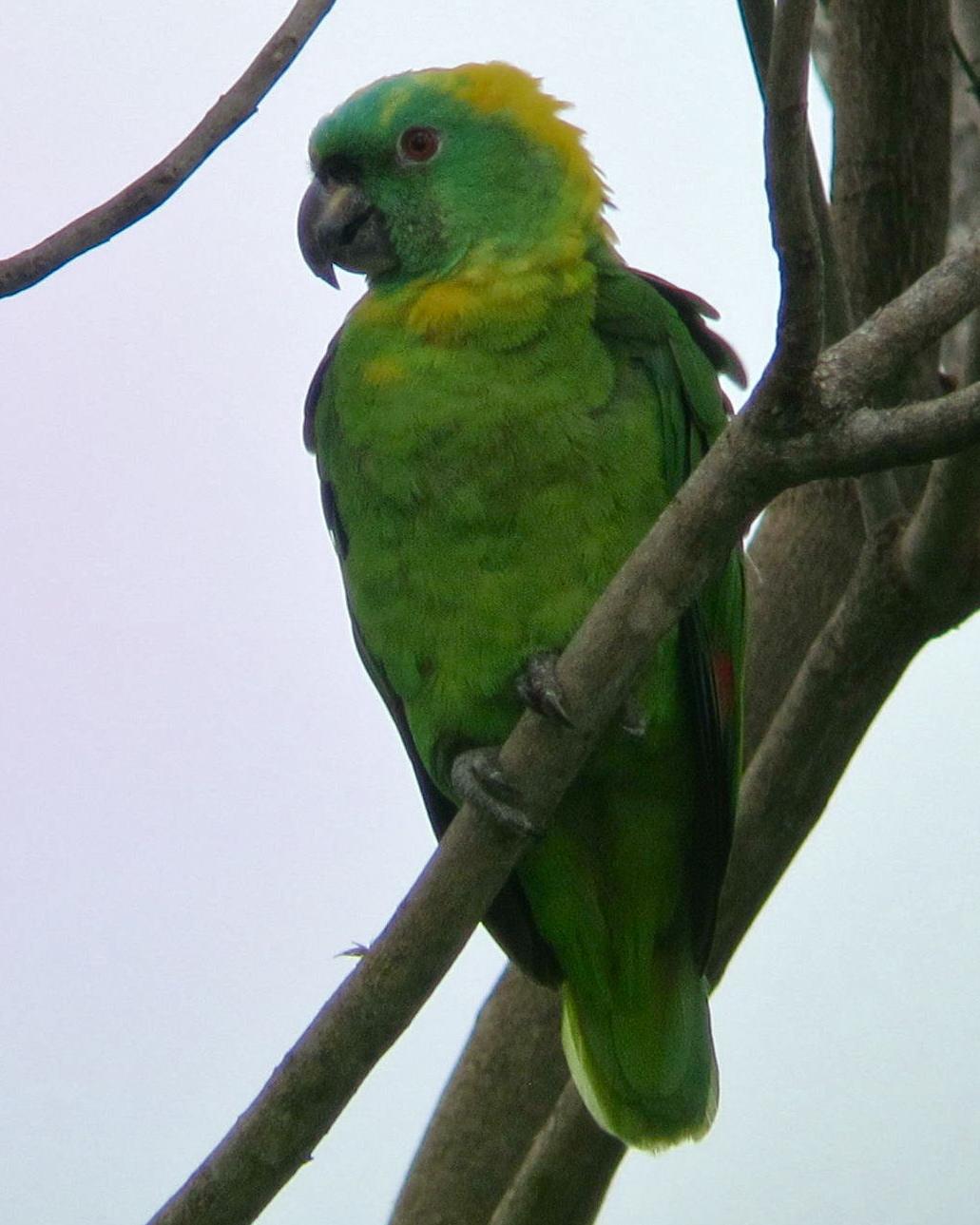 Yellow-naped Parrot Photo by Kyle Kittelberger