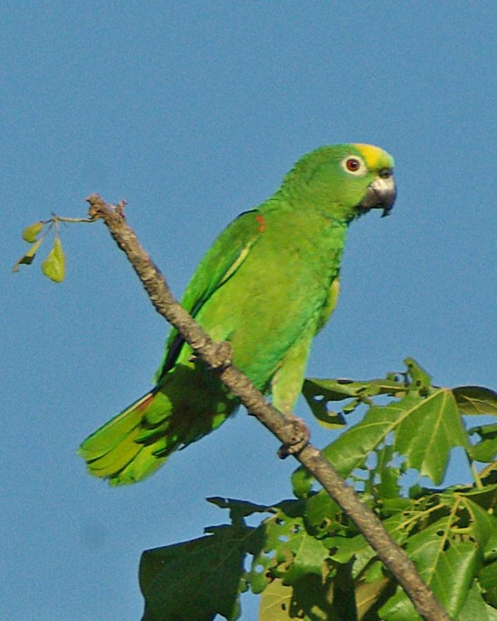 Yellow-crowned Parrot Photo by Robert Polkinghorn