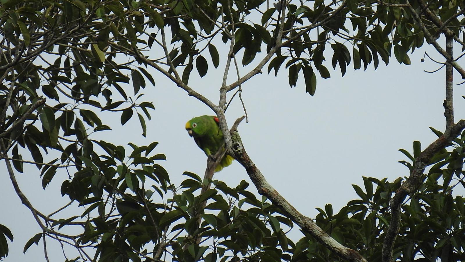 Yellow-crowned Parrot Photo by Julio Delgado