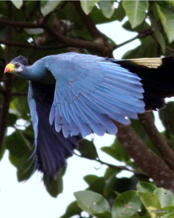 Great Blue Turaco Photo by Frank Gilliland