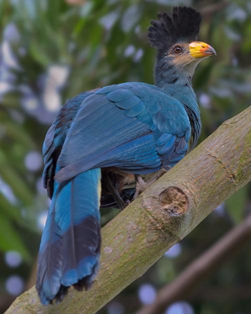 Great Blue Turaco Photo by Mike Barth