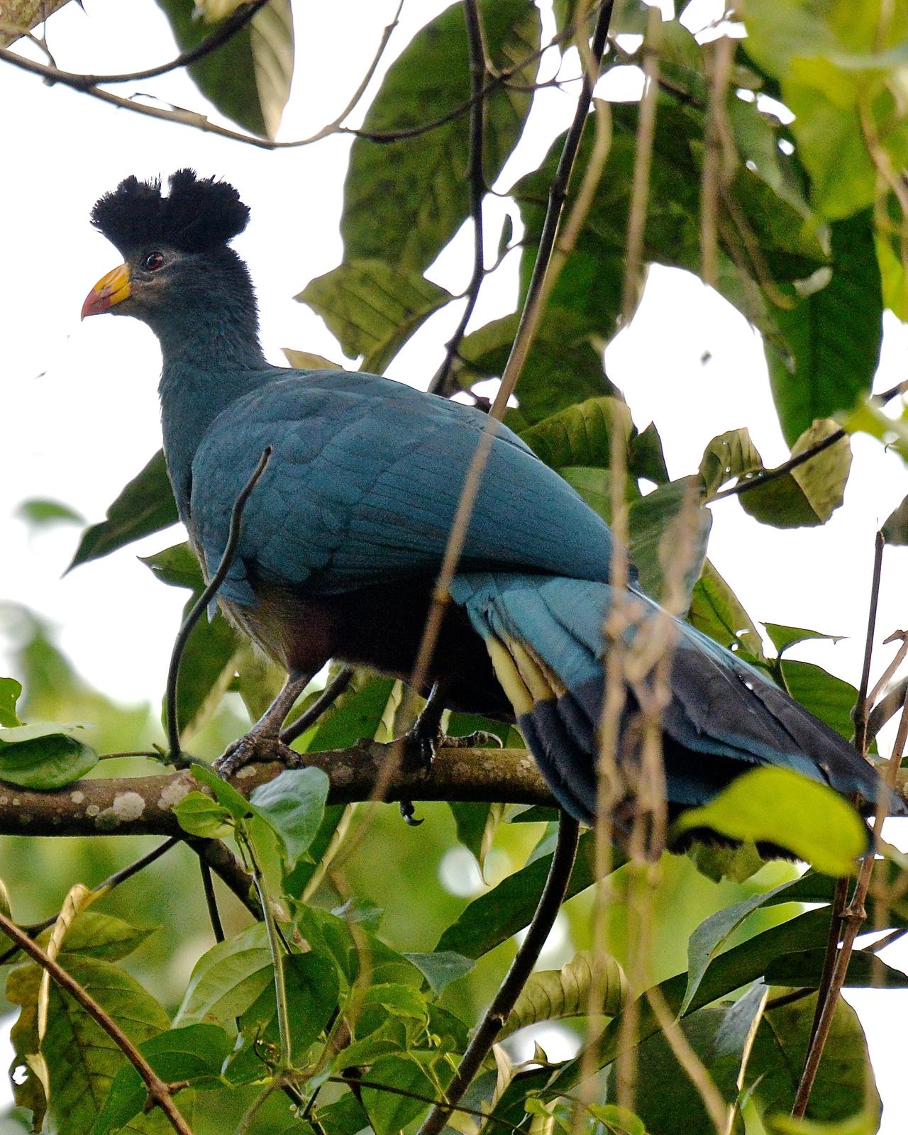 Great Blue Turaco Photo by Gerald Friesen