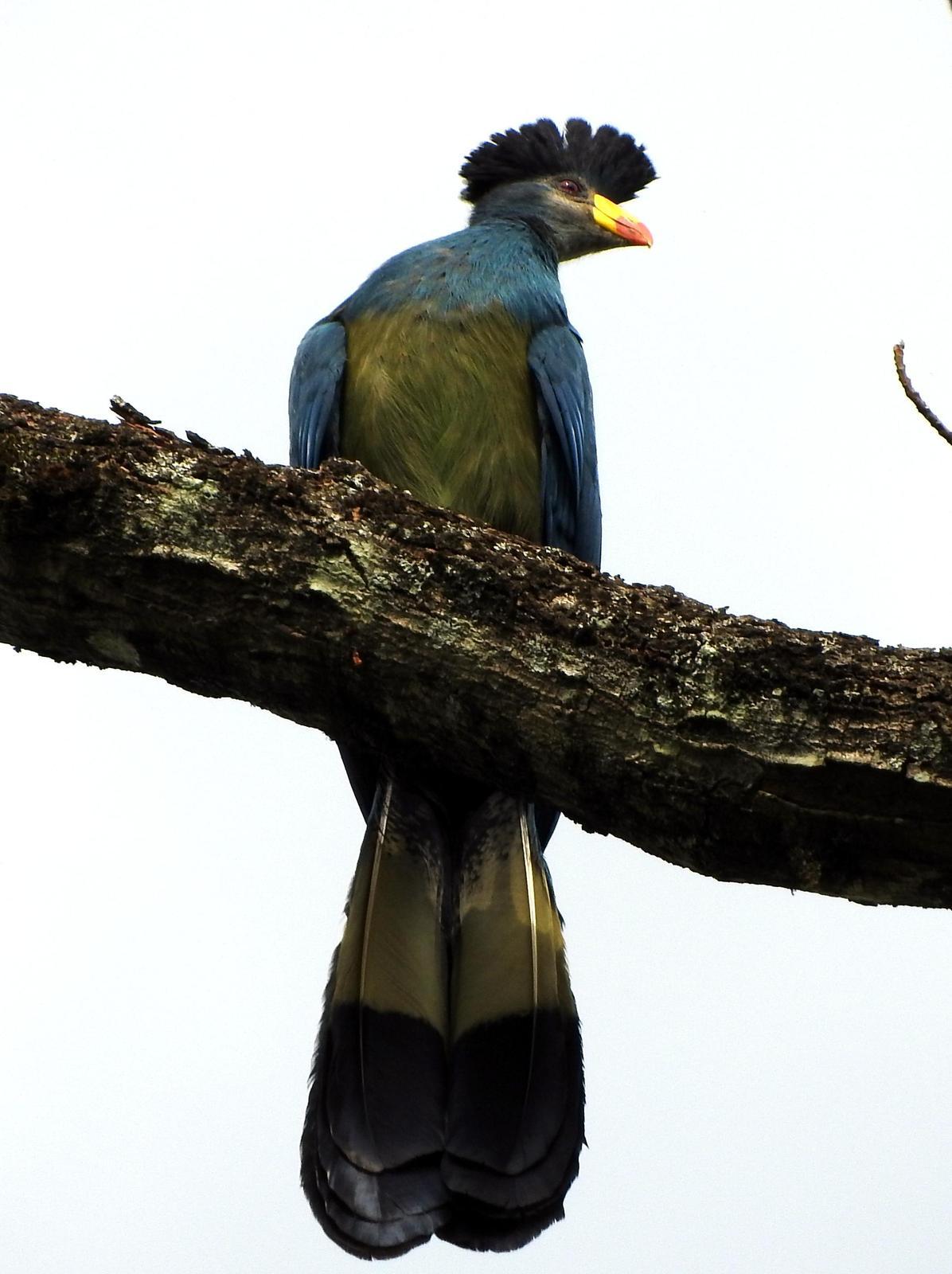 Great Blue Turaco Photo by Todd A. Watkins