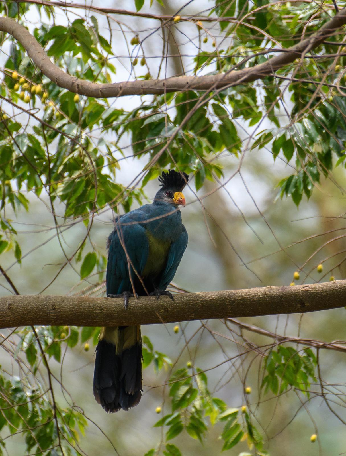 Great Blue Turaco Photo by Yvo Goossens