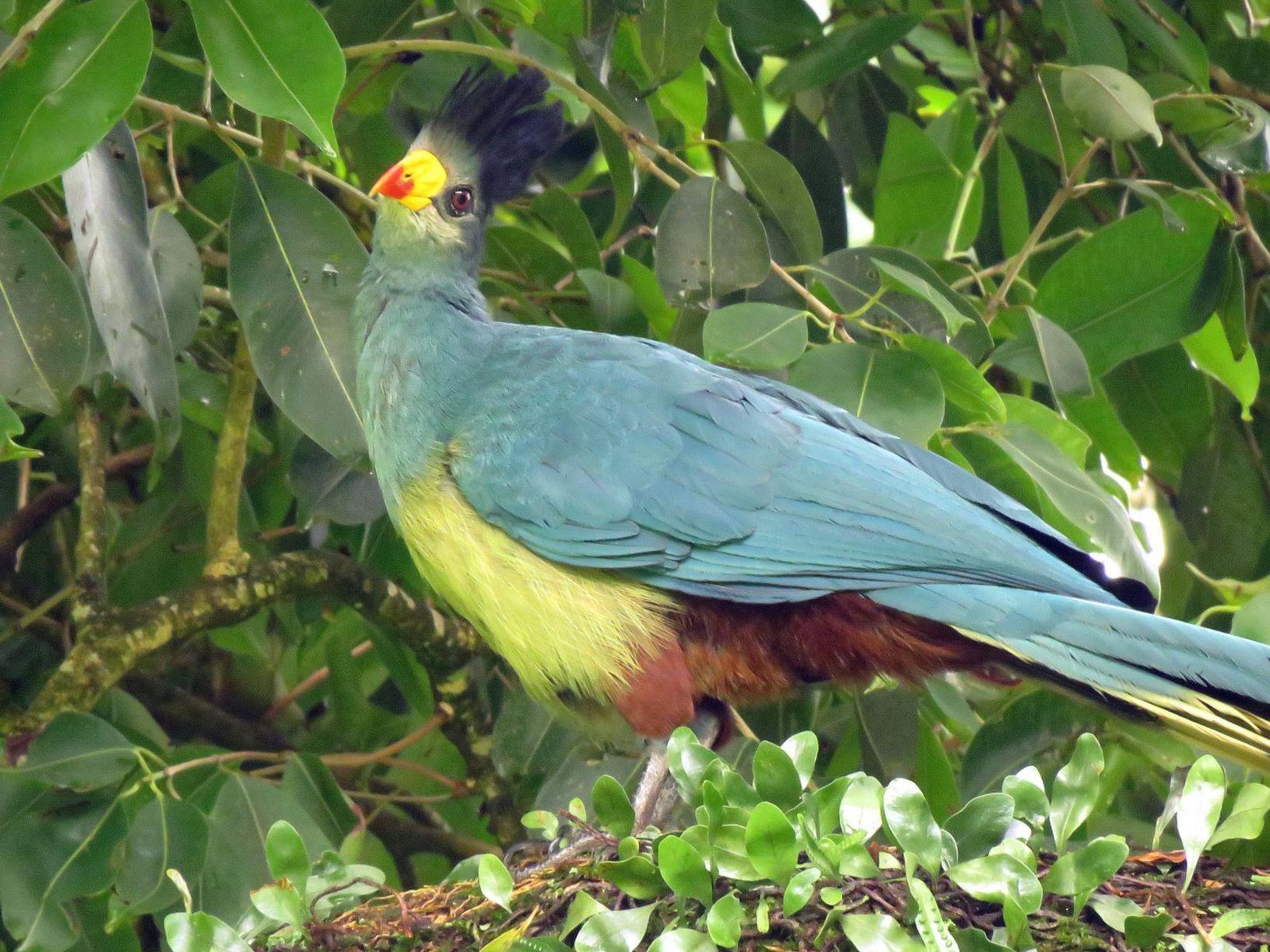 Great Blue Turaco Photo by Cyndee Pelt