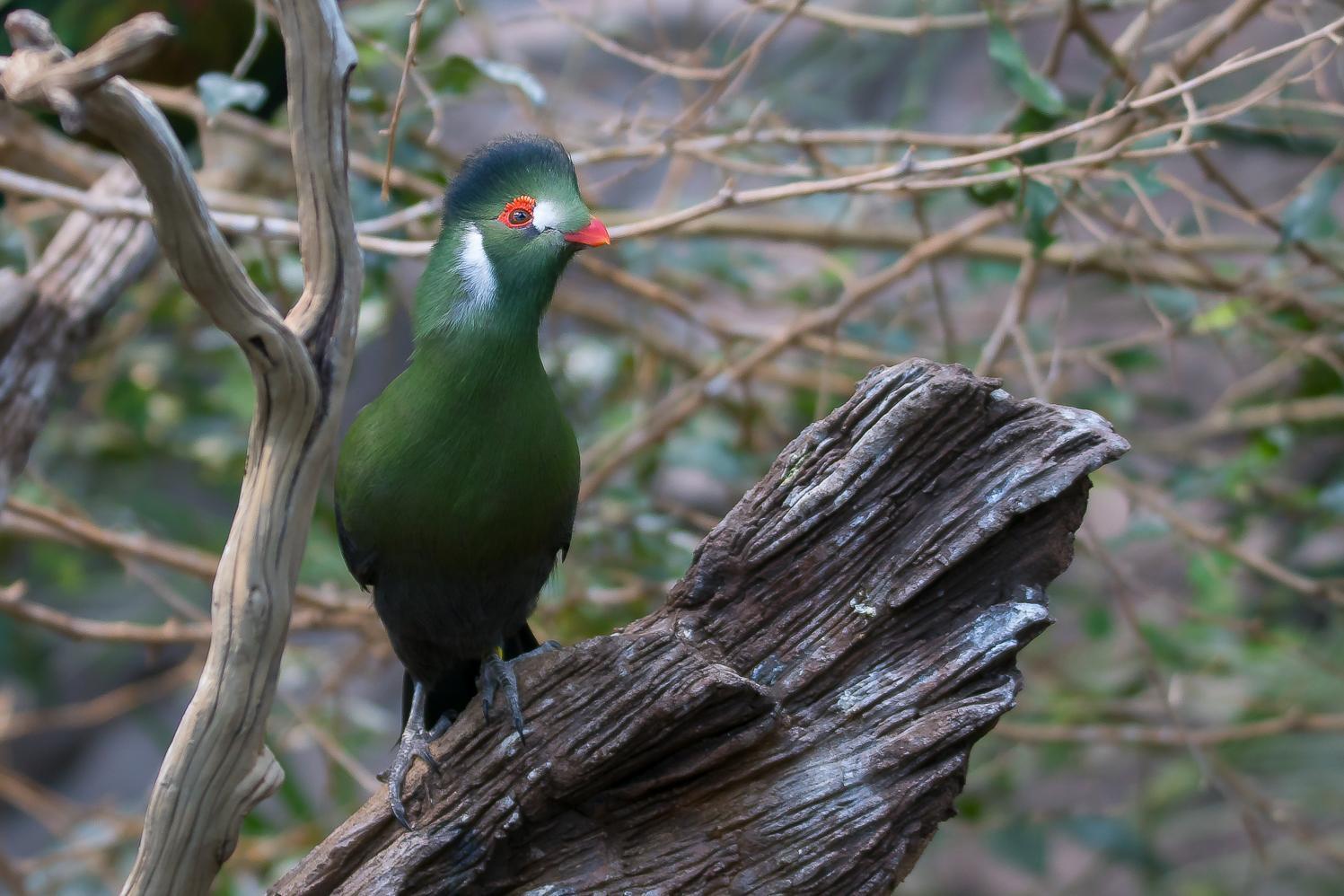 White-cheeked Turaco Photo by Gerald Hoekstra