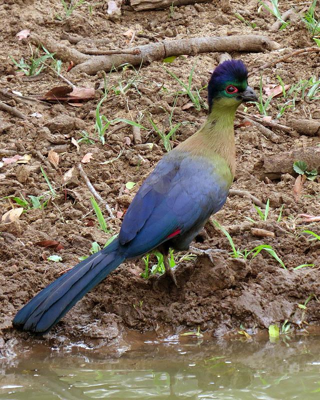 Purple-crested Turaco Photo by Peter Boesman