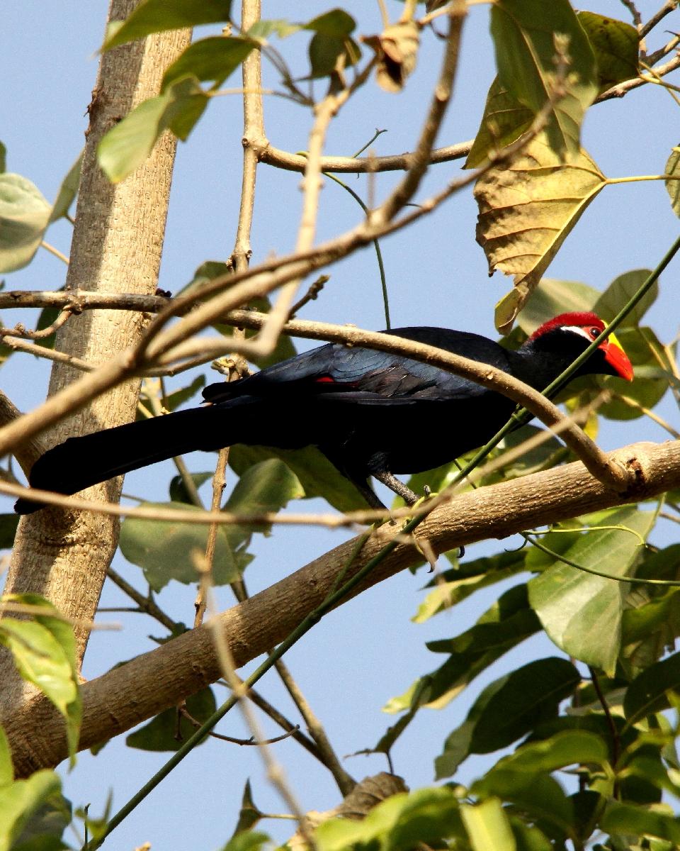 Violet Turaco Photo by Chris Lansdell