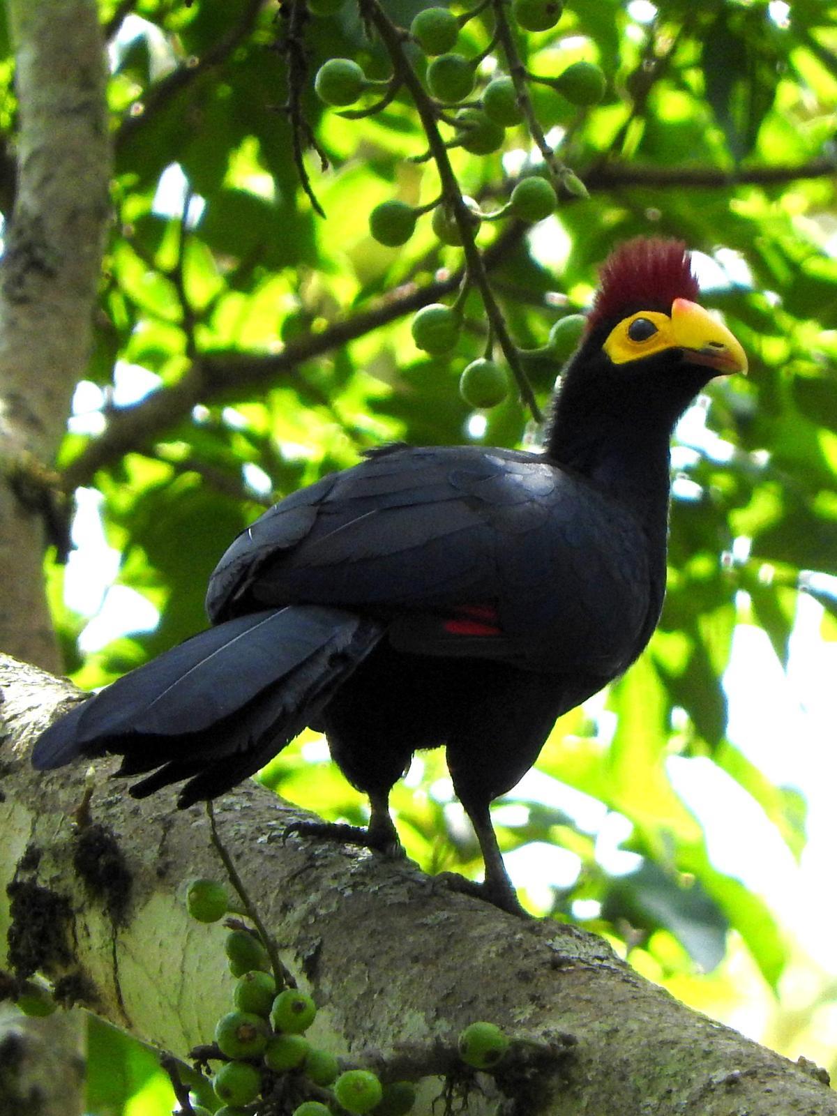 Ross's Turaco Photo by Todd A. Watkins