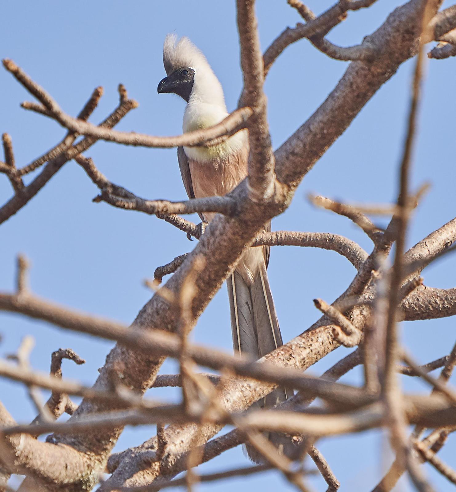 Bare-faced Go-away-bird Photo by Steven Cheong