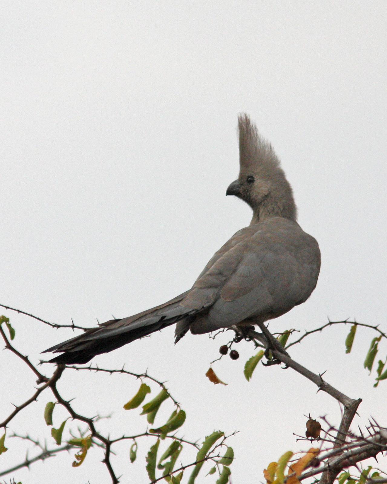 Gray Go-away-bird Photo by Henk Baptist