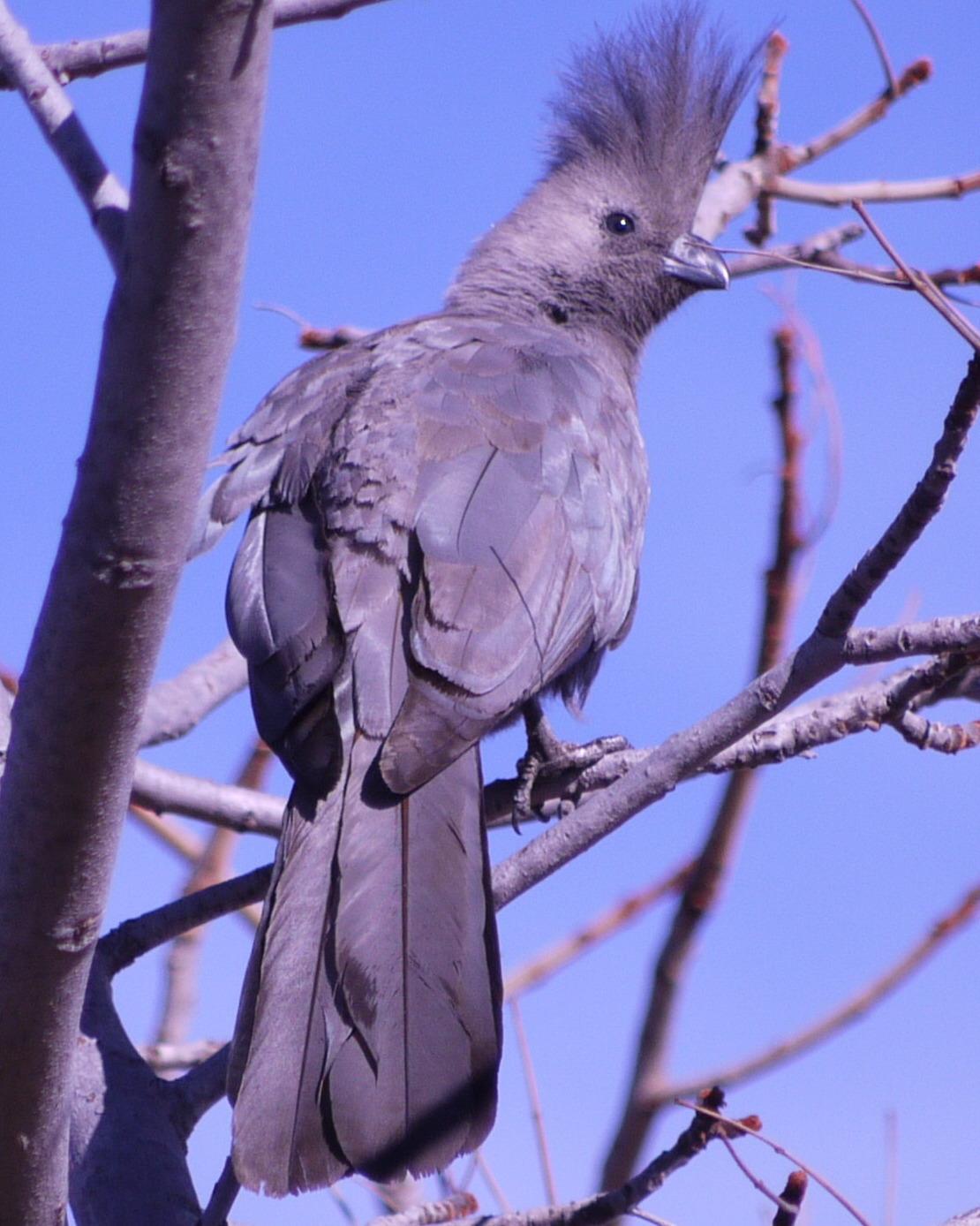 Gray Go-away-bird Photo by Peter Lowe
