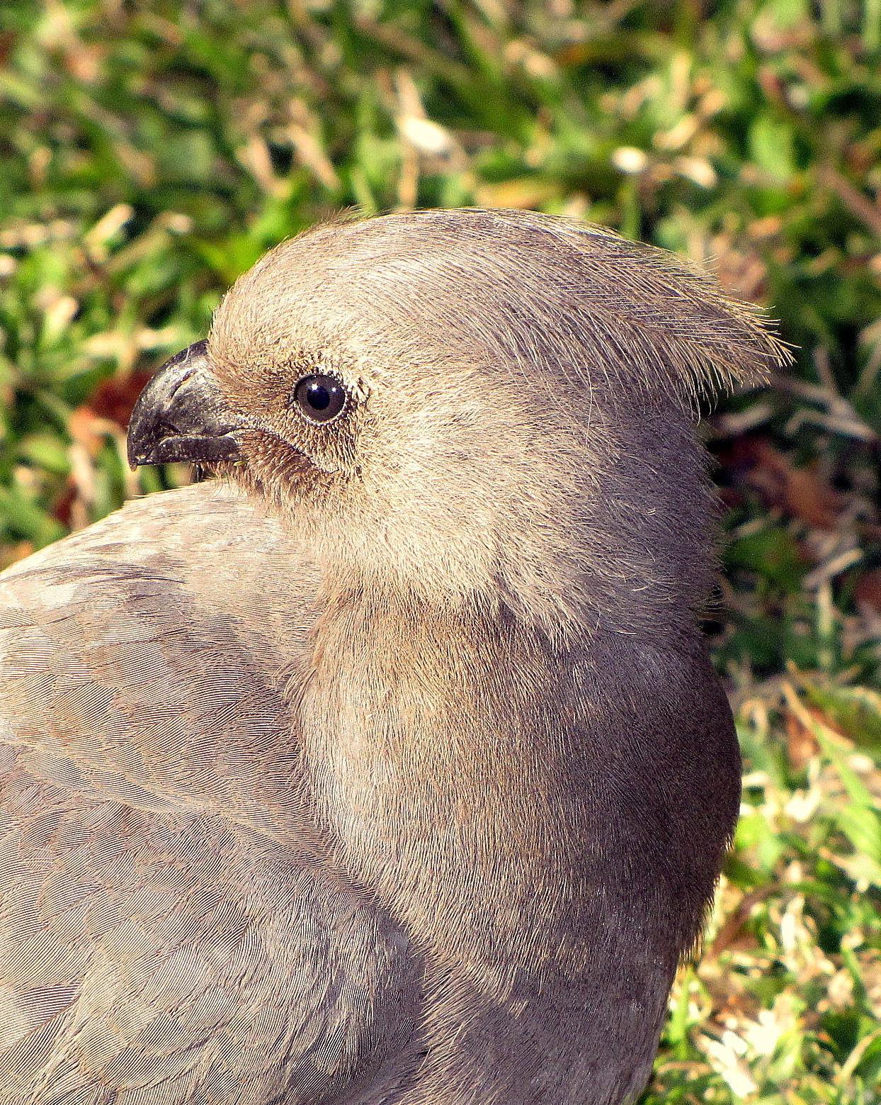 Gray Go-away-bird Photo by Richard  Lowe