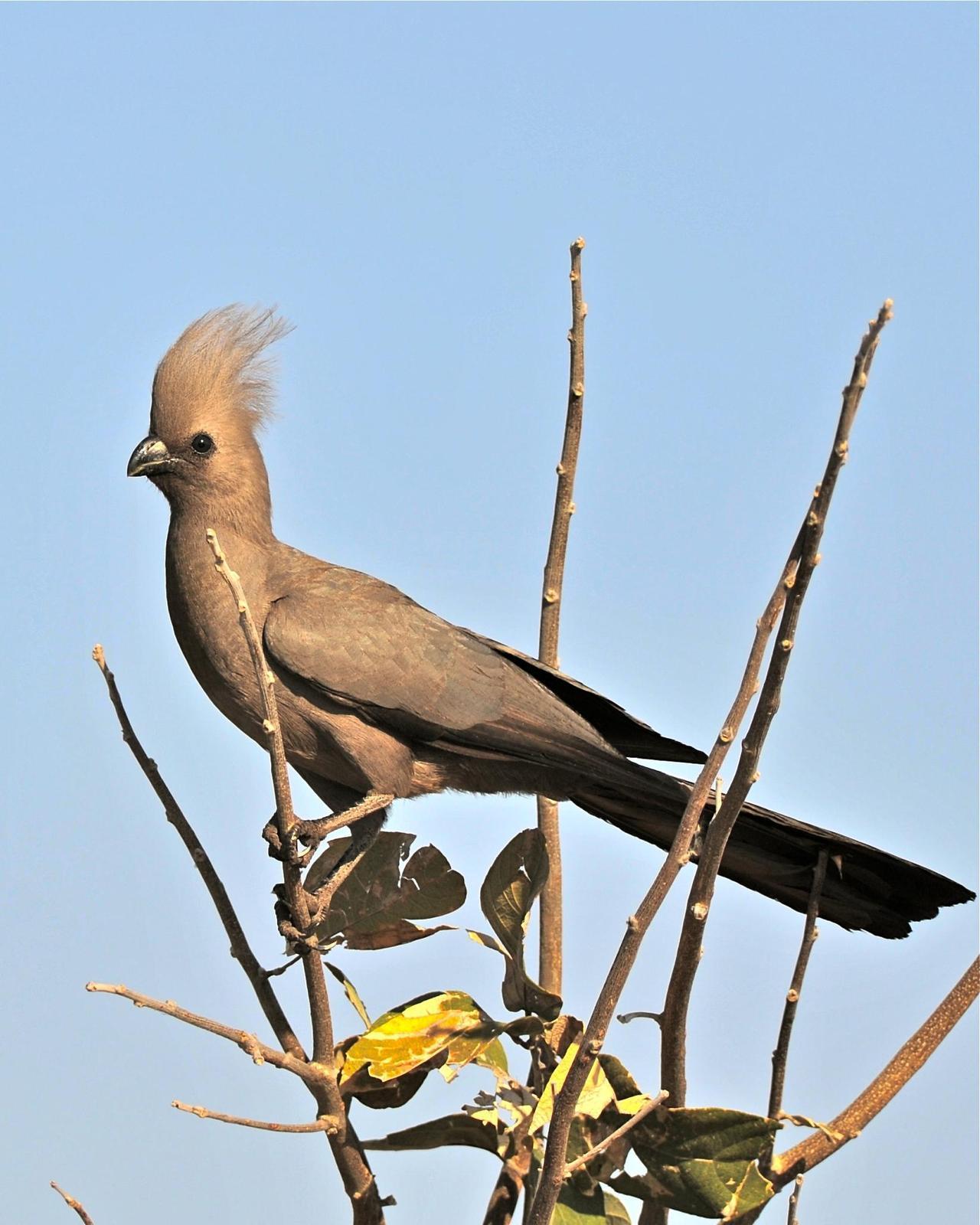 Gray Go-away-bird Photo by Gerald Friesen