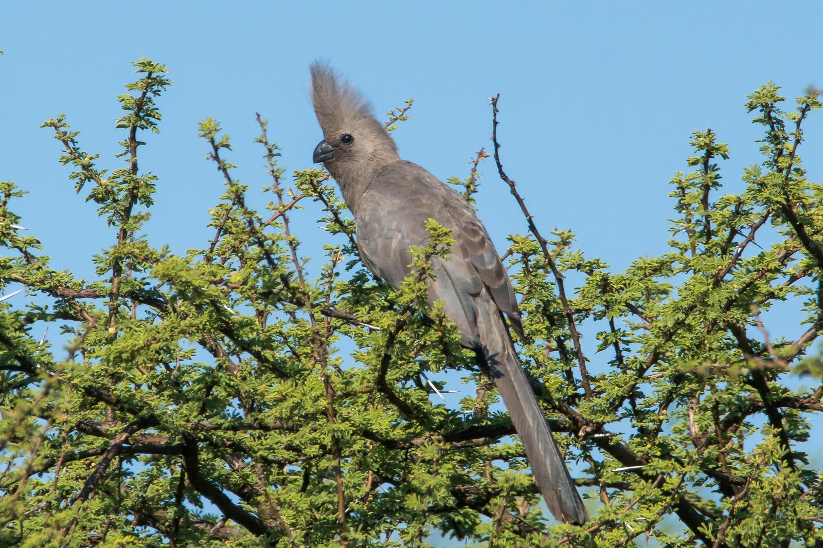 Gray Go-away-bird Photo by Gerald Hoekstra