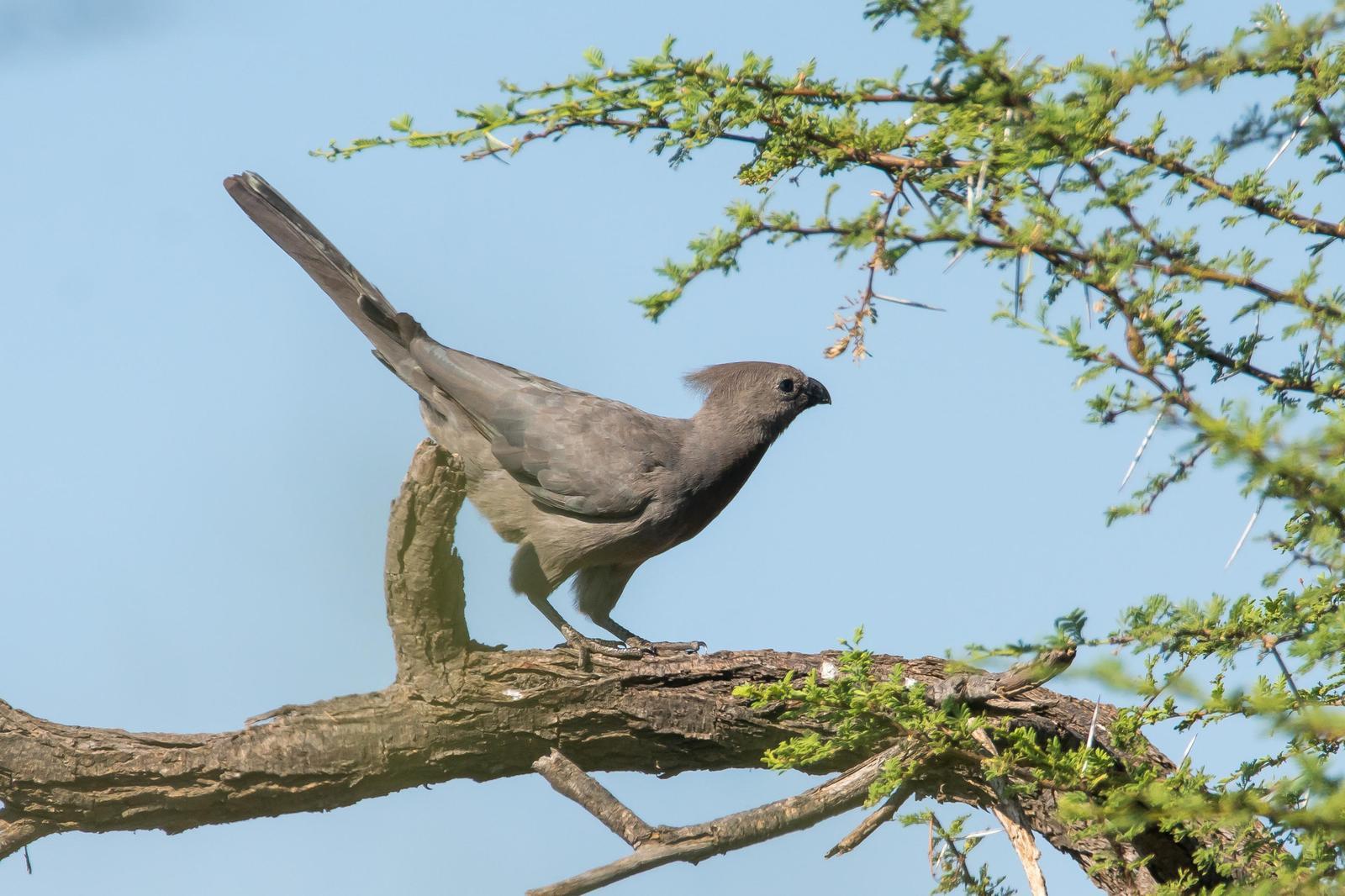 Gray Go-away-bird Photo by Gerald Hoekstra