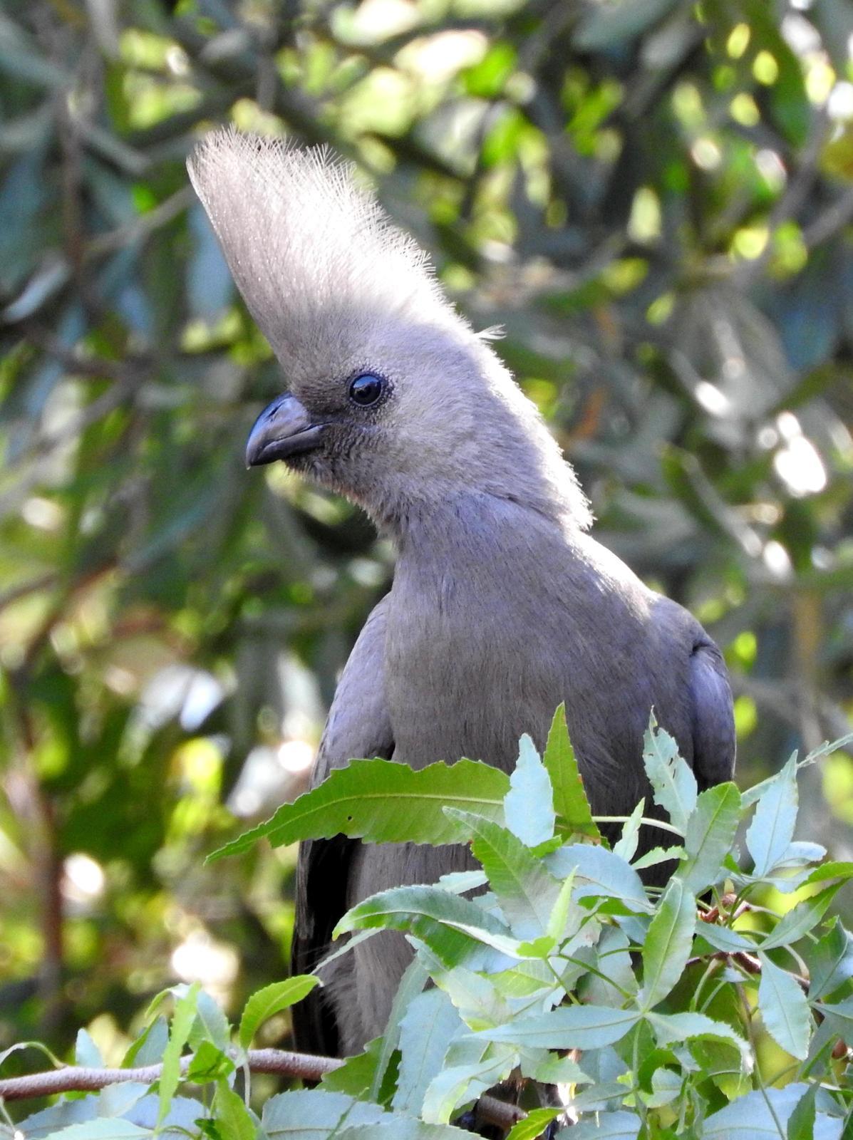 Gray Go-away-bird Photo by Todd A. Watkins