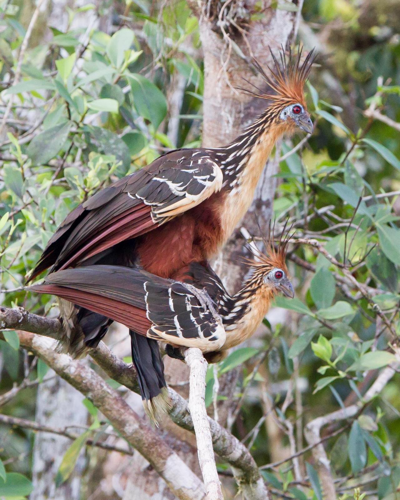 Hoatzin Photo by Kevin Berkoff