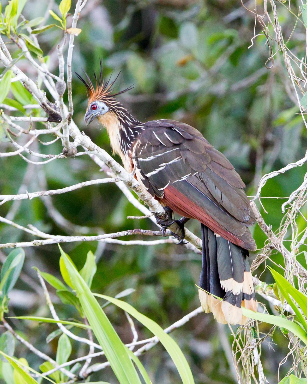 Hoatzin Photo by Kevin Berkoff