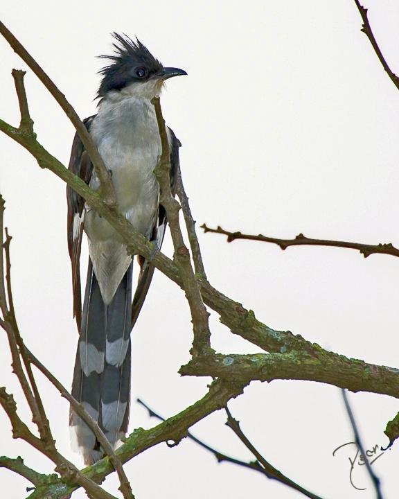 Pied Cuckoo Photo by Rahul Kaushik