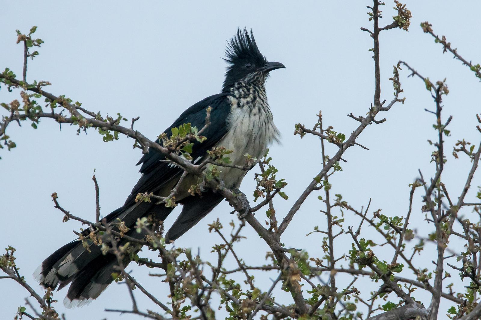 Pied Cuckoo Photo by Gerald Hoekstra