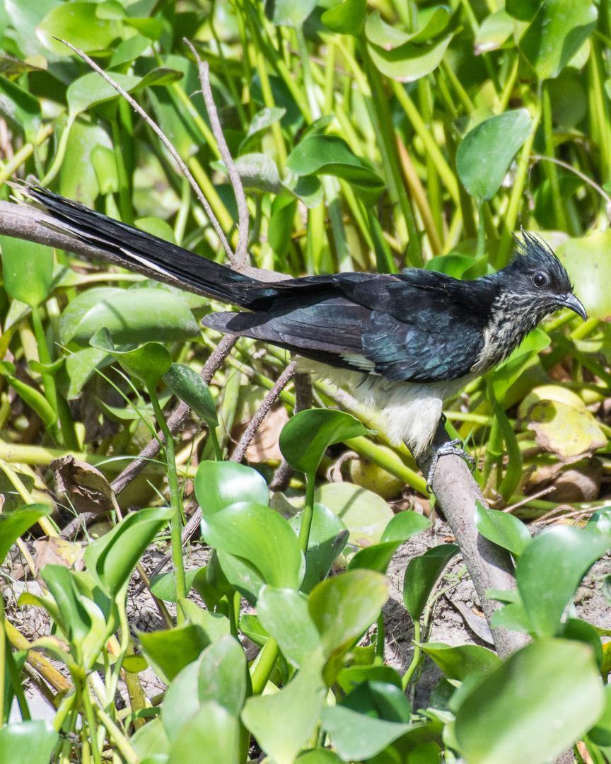 Levaillant's Cuckoo Photo by Rob Garner