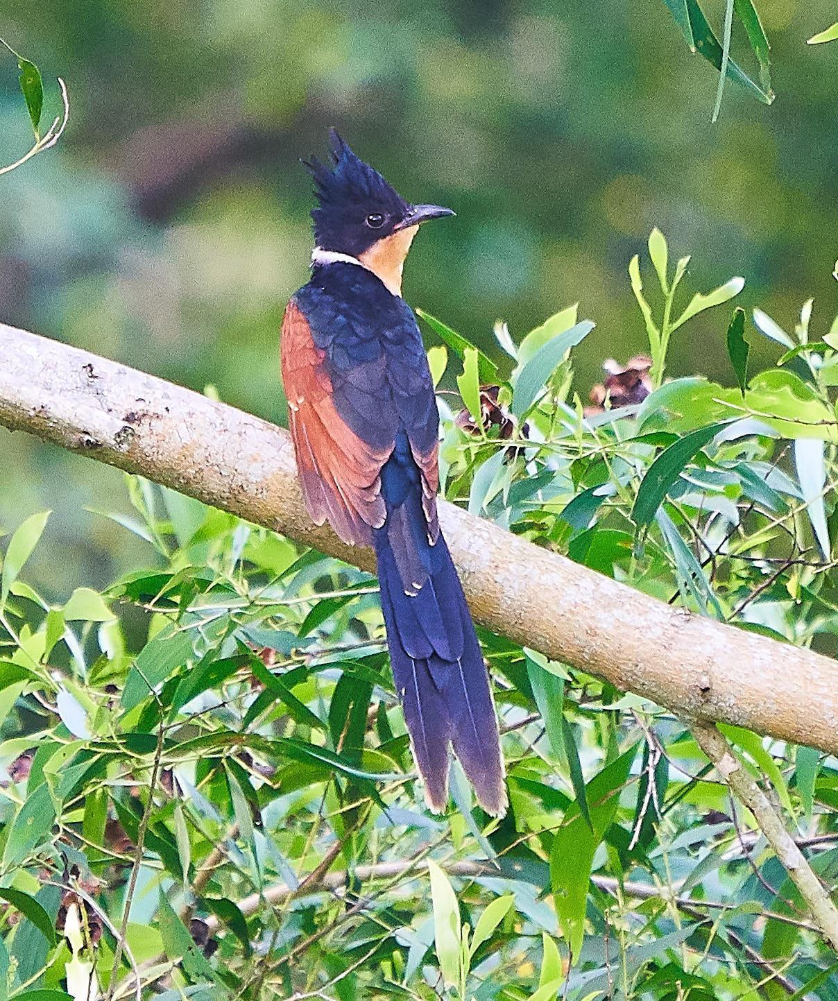 Chestnut-winged Cuckoo Photo by Steven Cheong