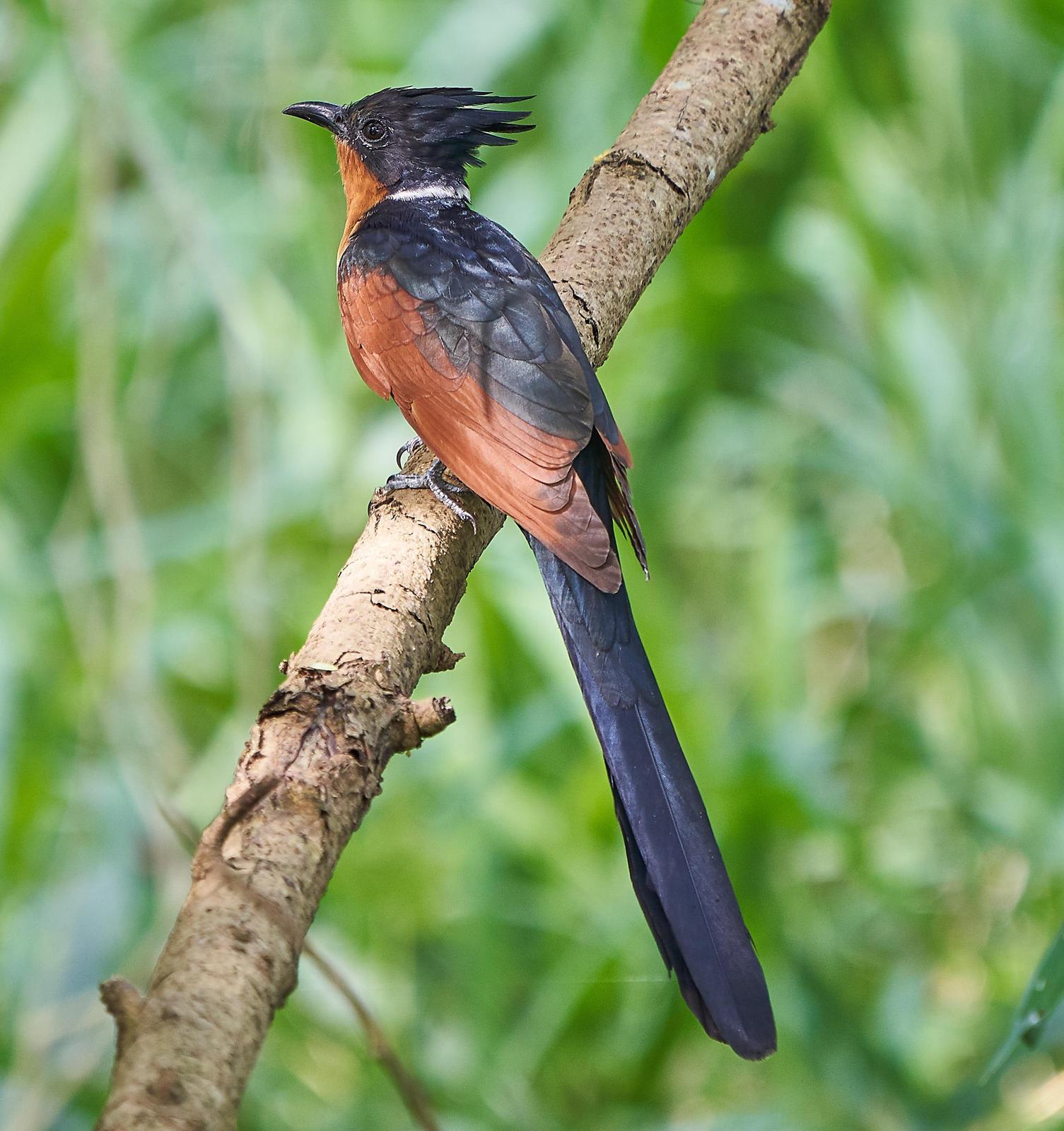Chestnut-winged Cuckoo Photo by Steven Cheong
