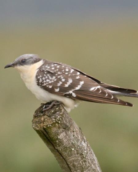 Great Spotted Cuckoo Photo by Stephen Daly