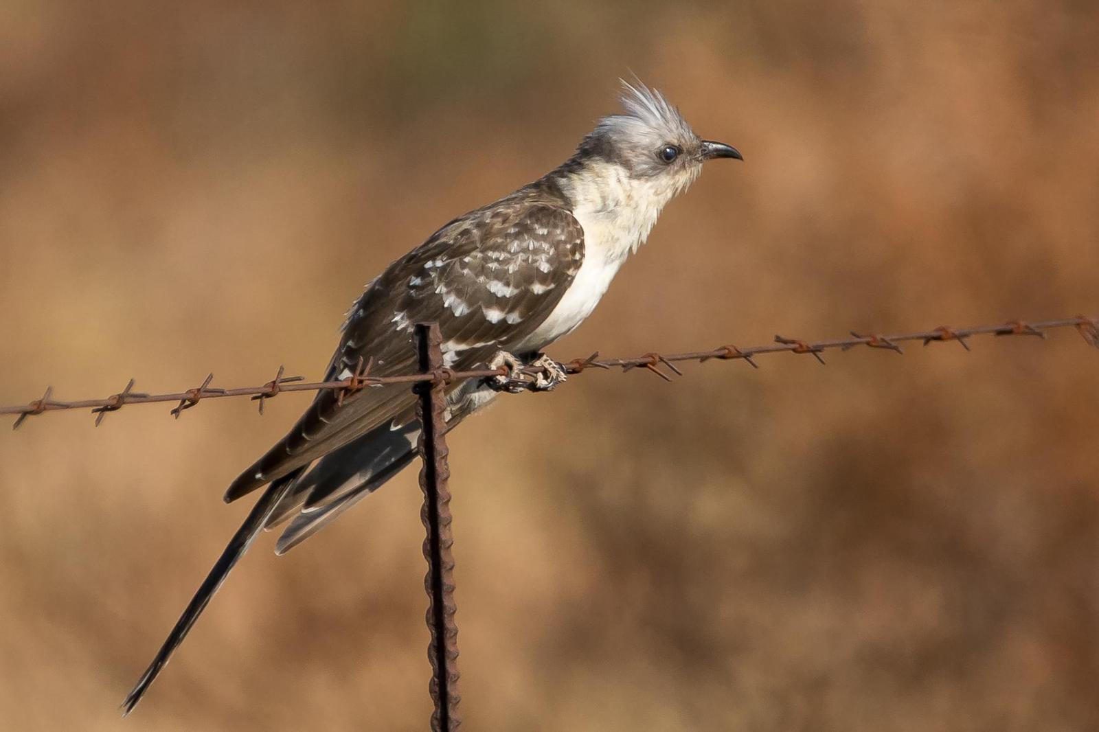 Great Spotted Cuckoo Photo by Gerald Hoekstra