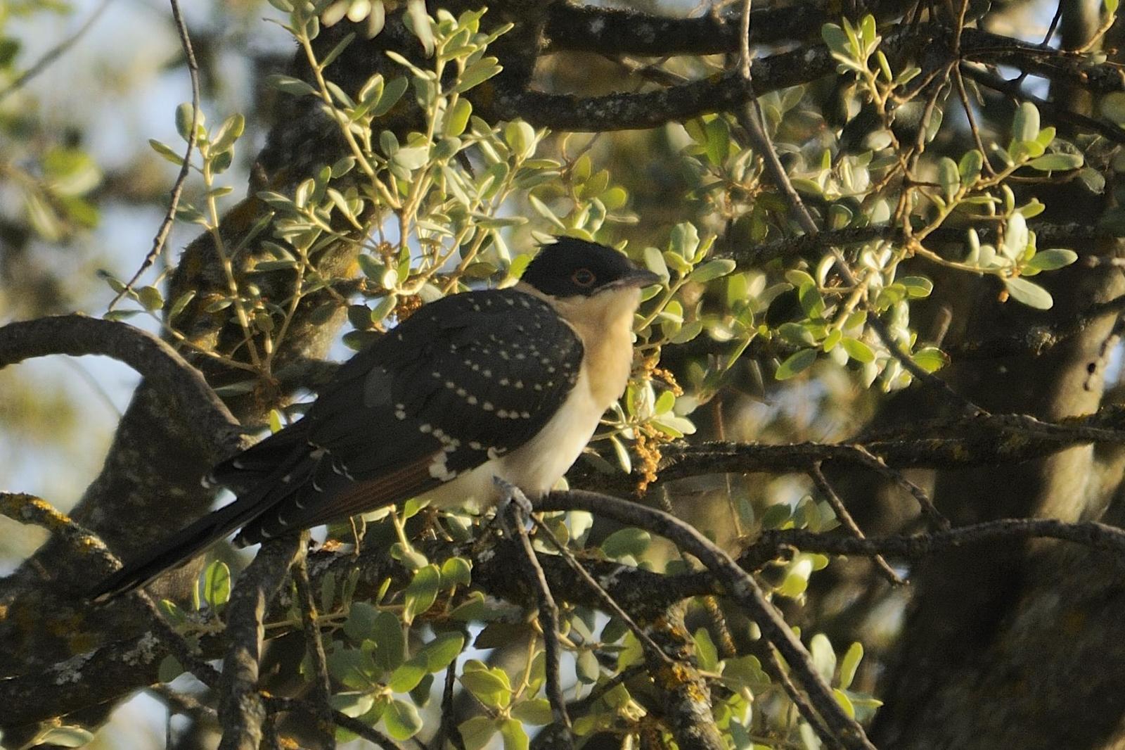 Great Spotted Cuckoo Photo by Andres Rios