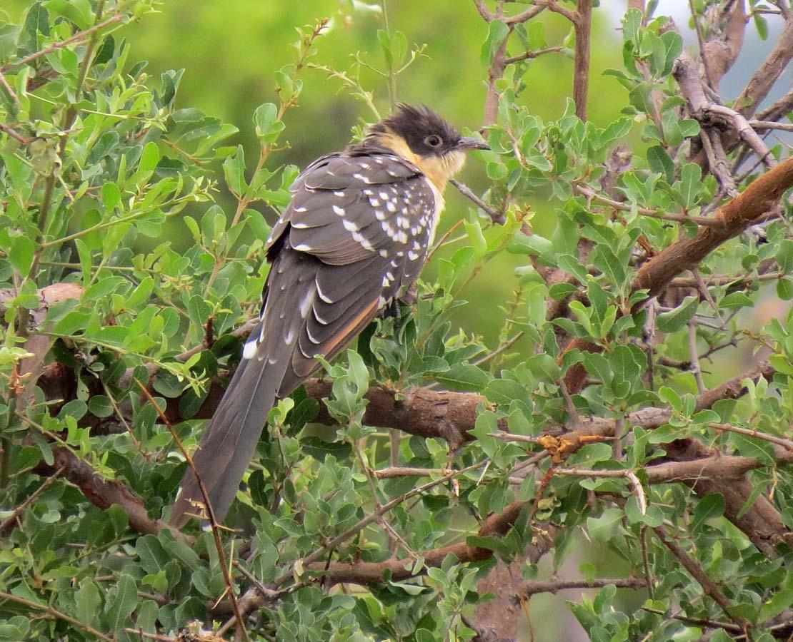 Great Spotted Cuckoo Photo by Peter Boesman