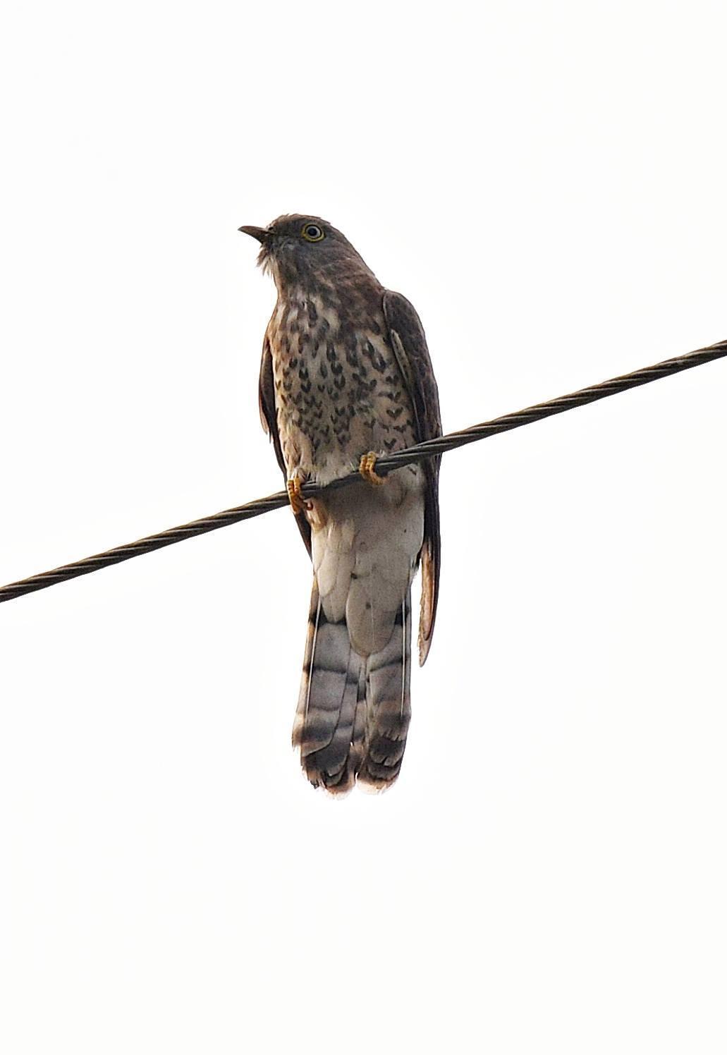 Common Hawk-Cuckoo Photo by indu gupta