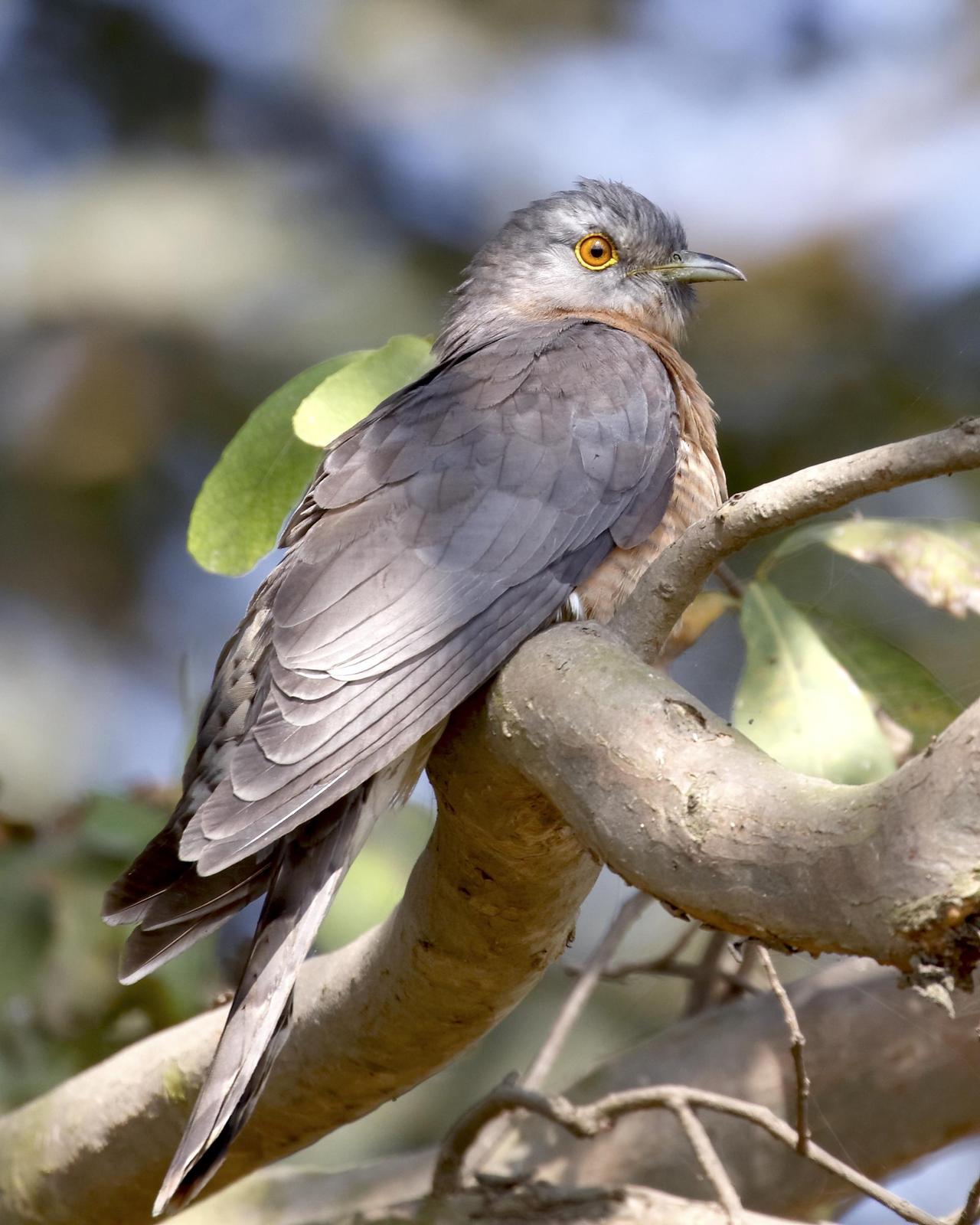Common Hawk-Cuckoo Photo by Rahul Kaushik