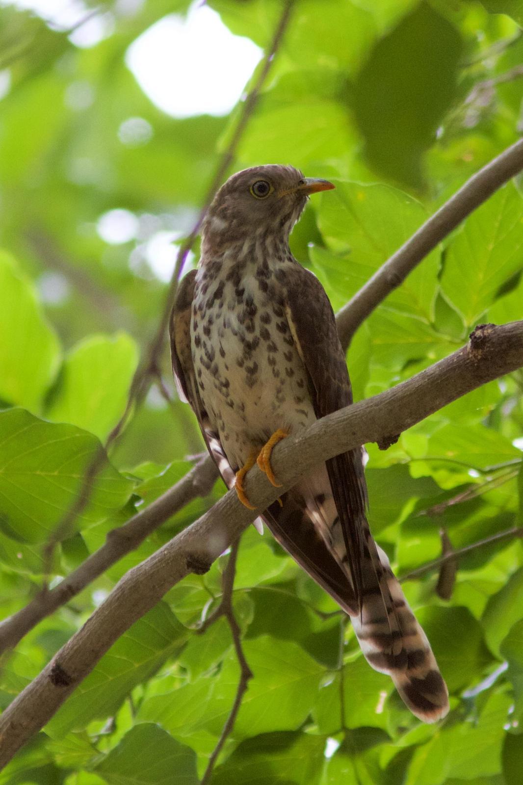 Common Hawk-Cuckoo Photo by Eric Liskay