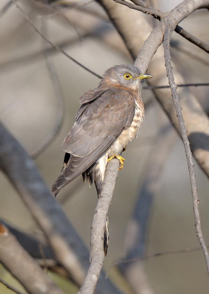 Common Hawk-Cuckoo Photo by Kishore Bhargava
