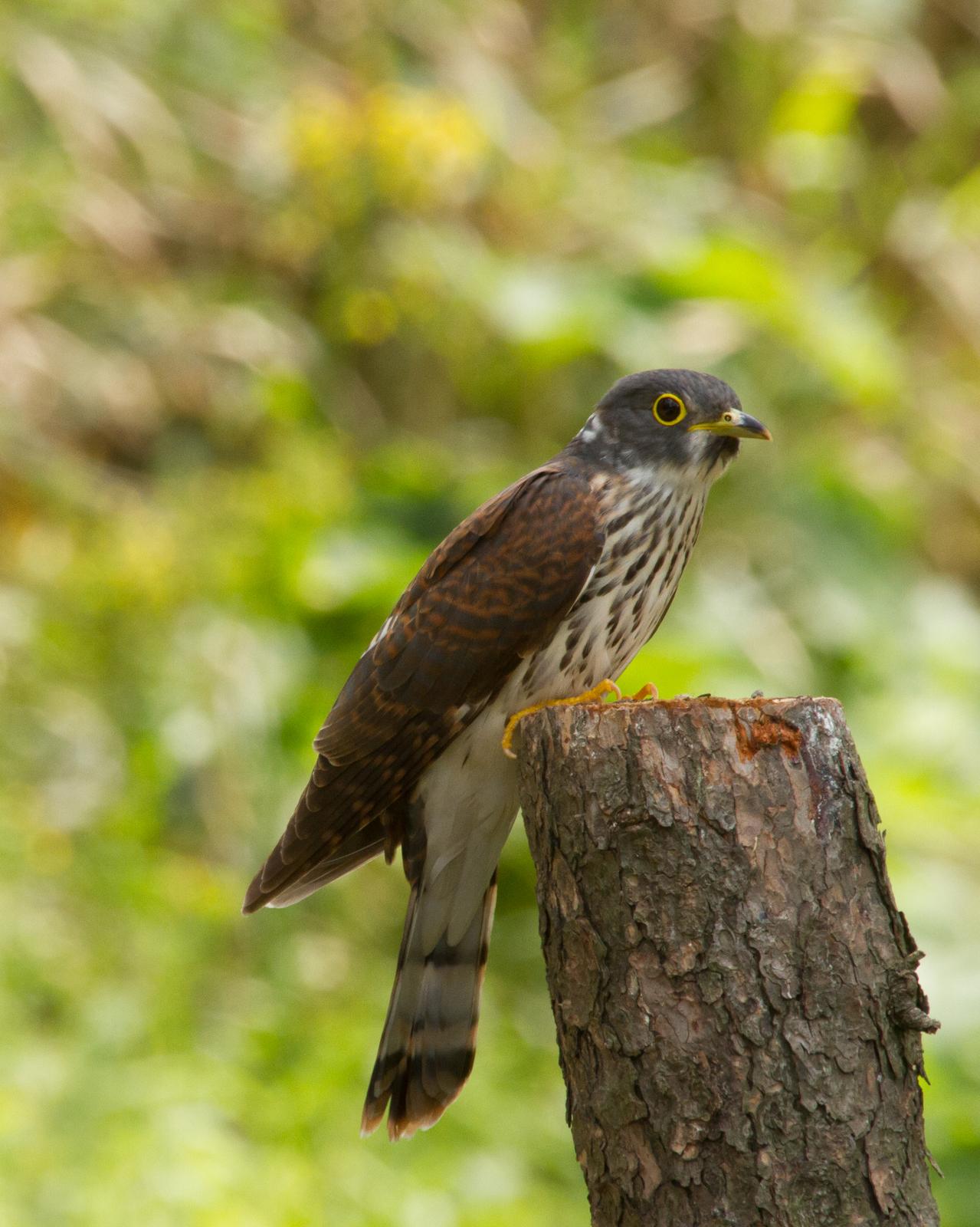 Hodgson's Hawk-Cuckoo Photo by Kasia  Ganderska Someya 
