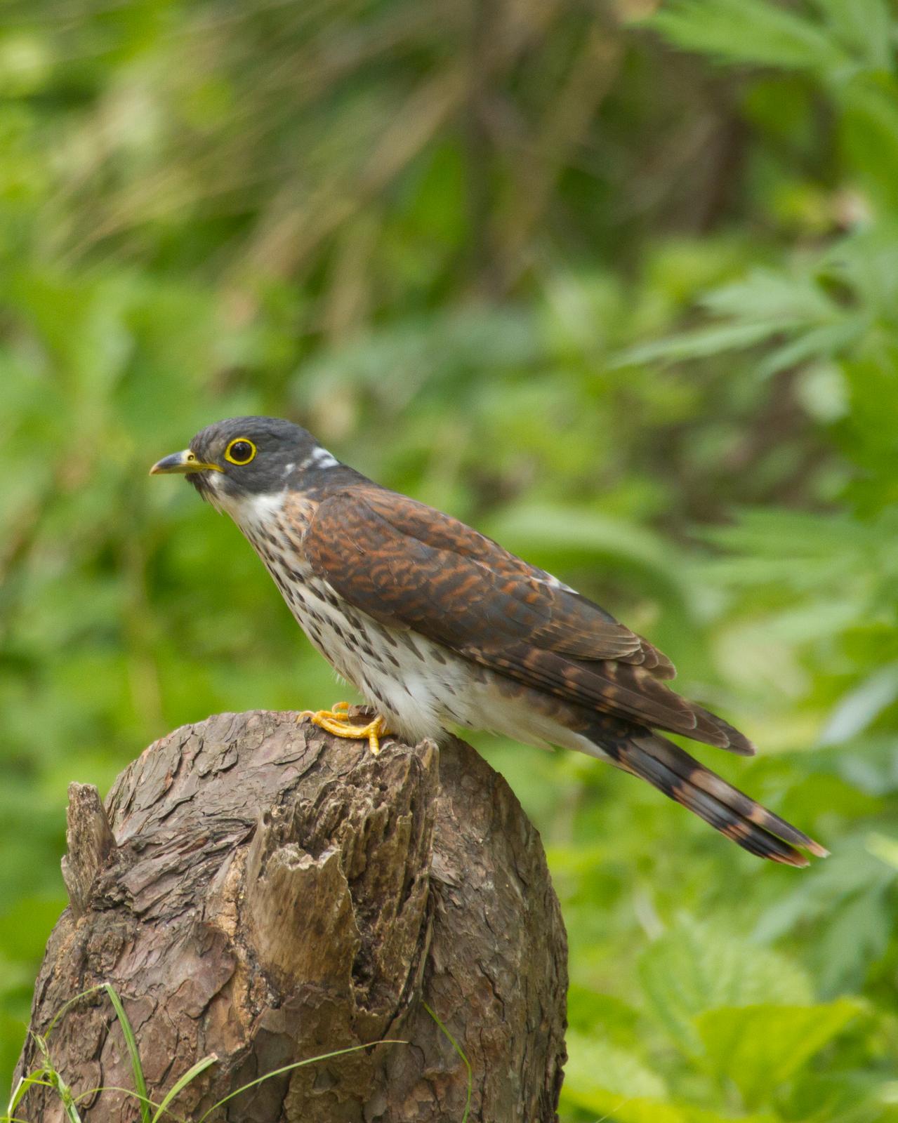 Northern Hawk-Cuckoo Photo by Kasia  Ganderska Someya 