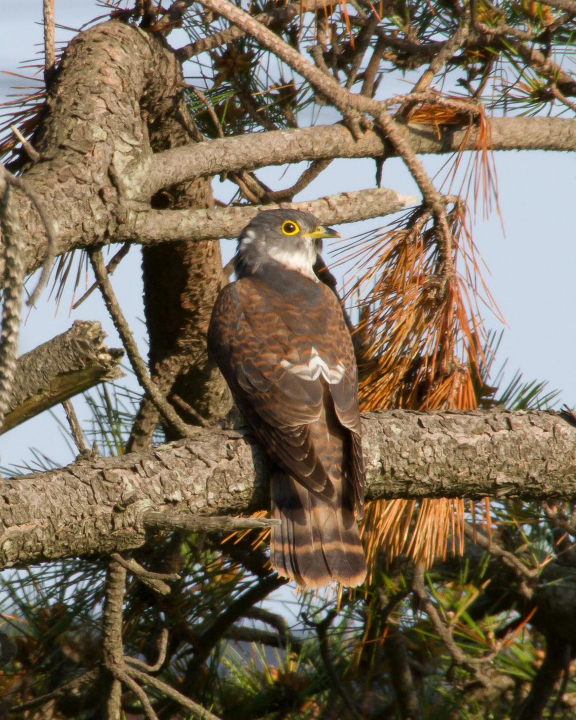 Northern Hawk-Cuckoo Photo by Kasia  Ganderska Someya 